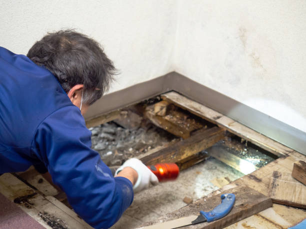 Best Mold Cleaning Services  in Stockton University, NJ