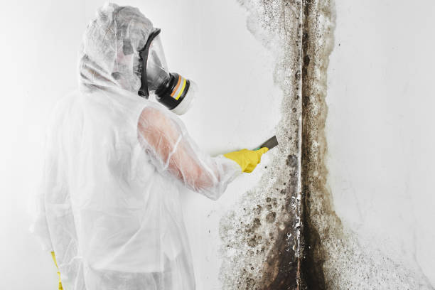 Best Mold Testing  in Stockton University, NJ