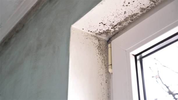 Best Crawl Space Mold Removal  in Stockton University, NJ