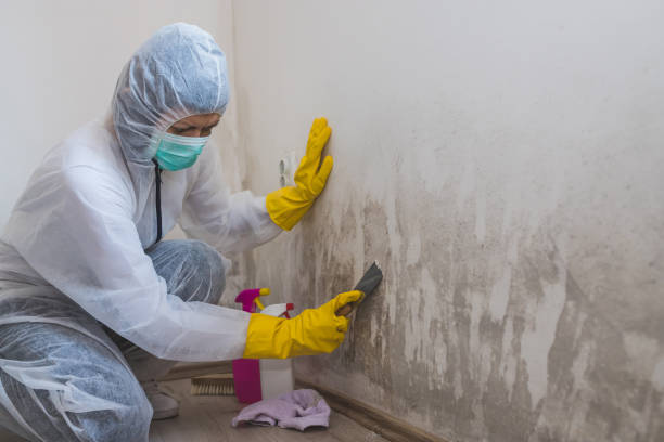 Best Emergency Mold Removal  in Stockton University, NJ