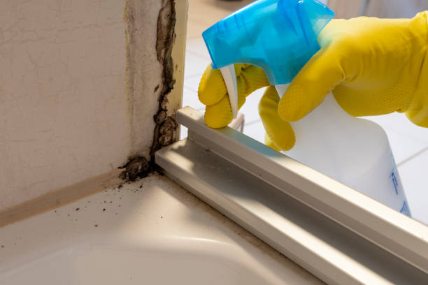 Best Mold Remediation Experts  in Stockton University, NJ