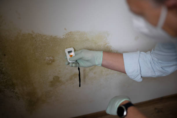 Best Residential Mold Removal  in Stockton University, NJ