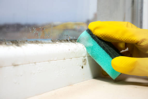 Best Black Mold Removal  in Stockton University, NJ