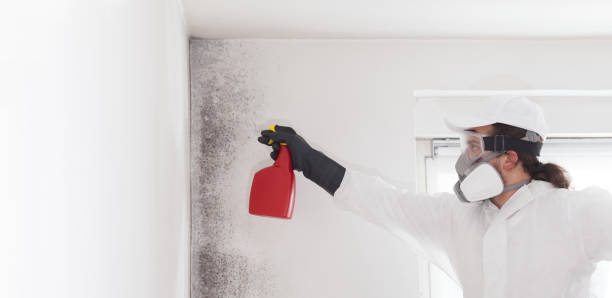 Best Mold Remediation  in Stockton University, NJ