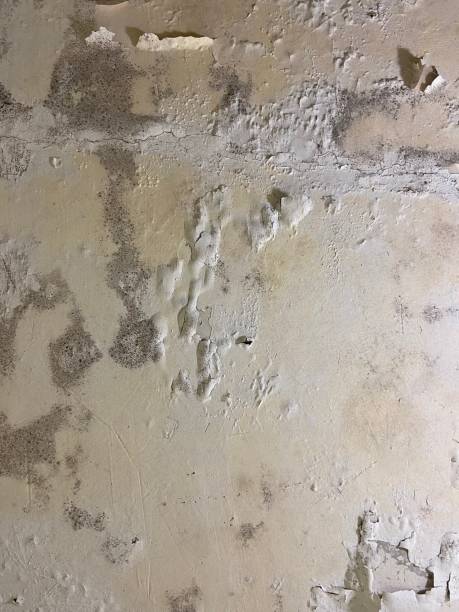Best Mold Testing  in Stockton University, NJ