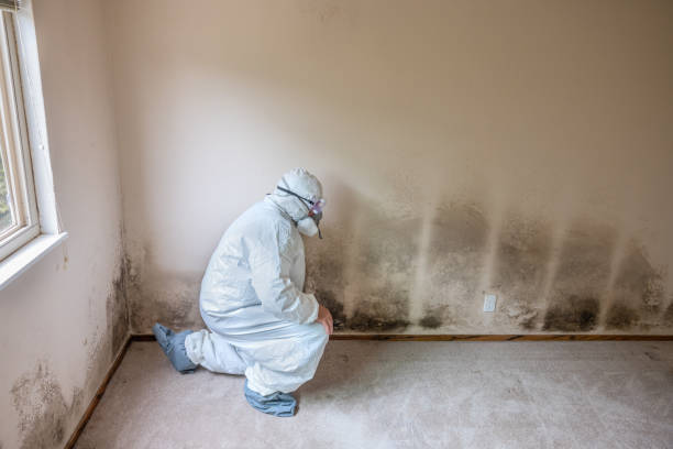 Best Commercial Mold Removal  in Stockton University, NJ