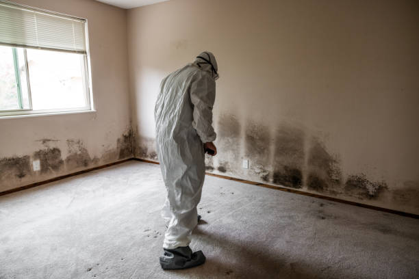 Best Office Mold Removal Services  in Stockton University, NJ
