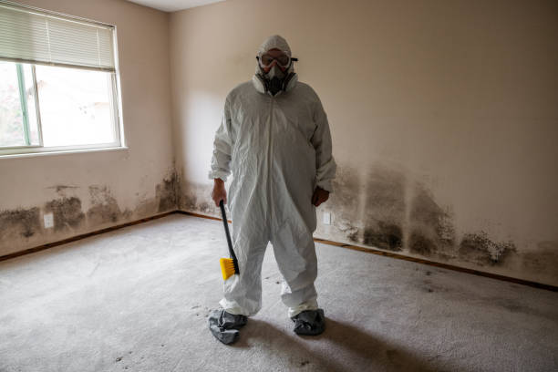 Best Residential Mold Removal  in Stockton University, NJ