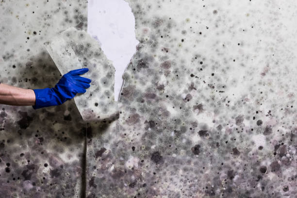 Best Local Mold Removal Service  in Stockton University, NJ