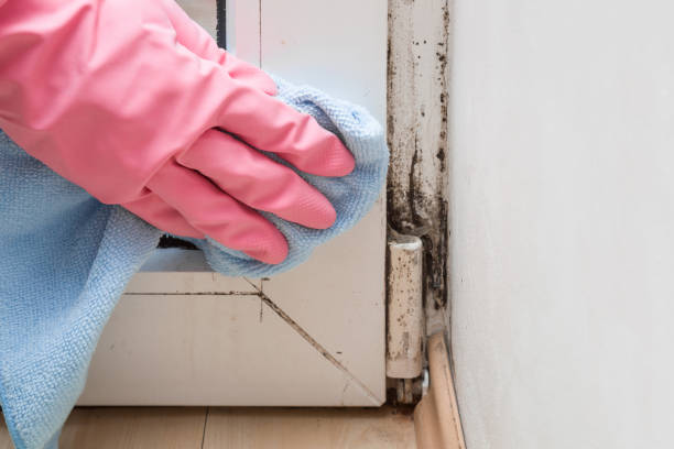 Best Toxic Mold Removal  in Stockton University, NJ
